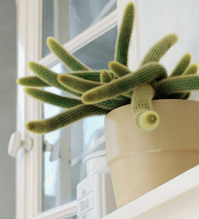 Bronskaktus kaktus Cleistocactus winteri krukväxt inomhus
